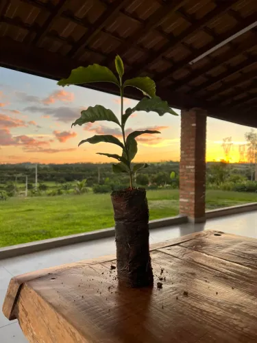 Muda de café arábica 