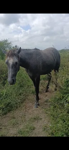 Cavalo QM puro inteiro
