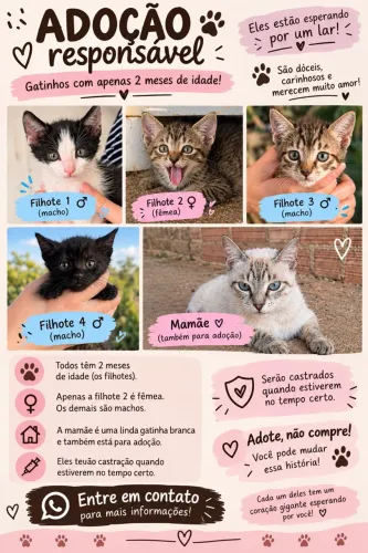 Doação de gatos
