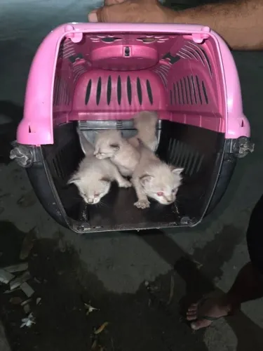 Gatos para adoção