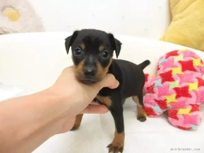 Filhotes de Pinscher/Pincher Inteligentes Macho e Fêmea com Garantias