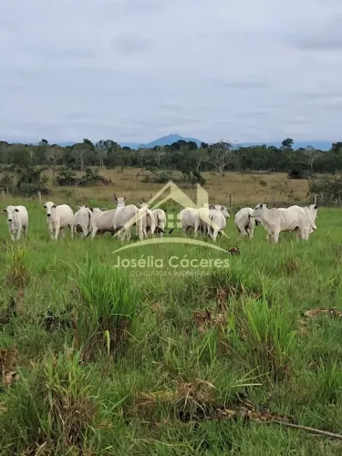 SÍTIO À VENDA 25 HECTARES | A 120 KM DE CUIABÁ/MT