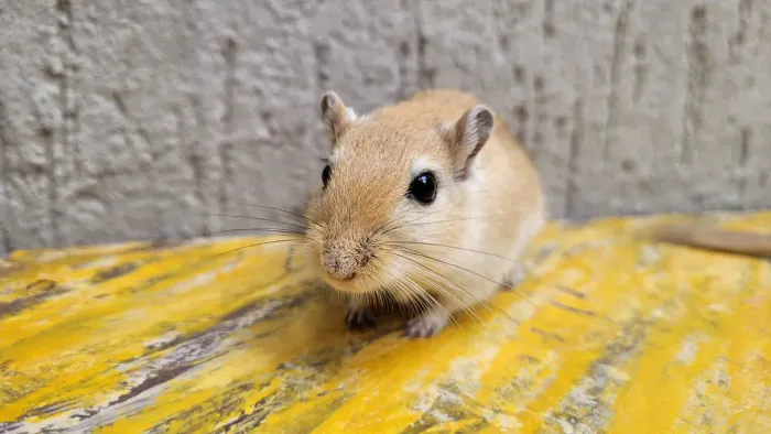 Dupla de Gerbil Macho Mansos