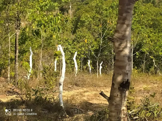 Chácara a venda DIANÓPOLIS-TO
