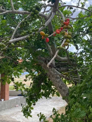 Fazenda Passira / Cumaru R$ 350.000,00
