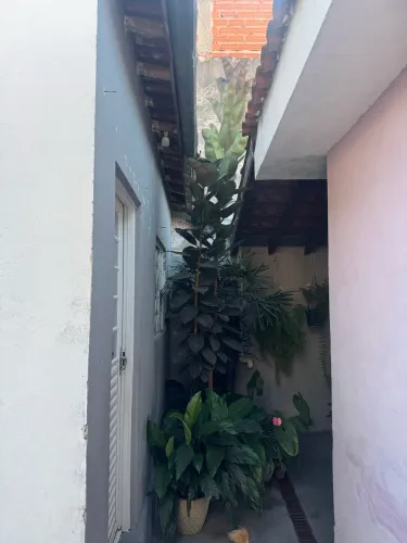Planta