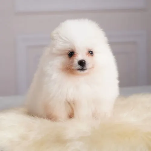 Filhotes de Spitz Alemão Anão com Pedigree CBKC e Vacinas V10