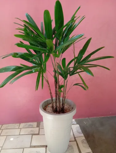 Plantas para casa e sítio