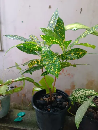Croton Muda