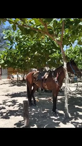 Venda égua marcha picada muito boa , nova 7 anos animal top pra cavalgada