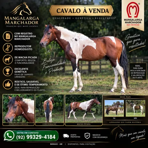 Vendo garanhão mangalarga marchador registrado 
