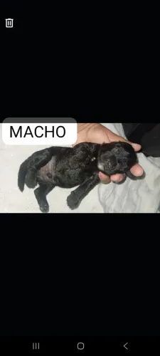 FILHOTES DE POODLE