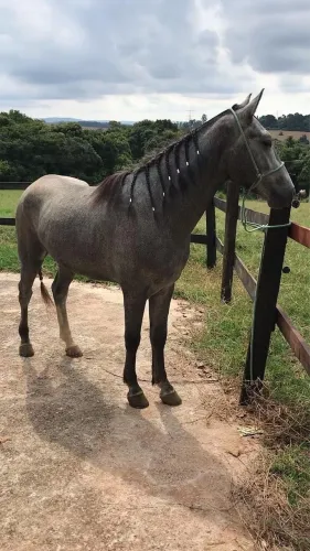Cavalo tordilho negro