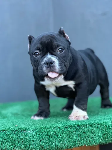AMERICAN BULLY MICRO - FÊMEA