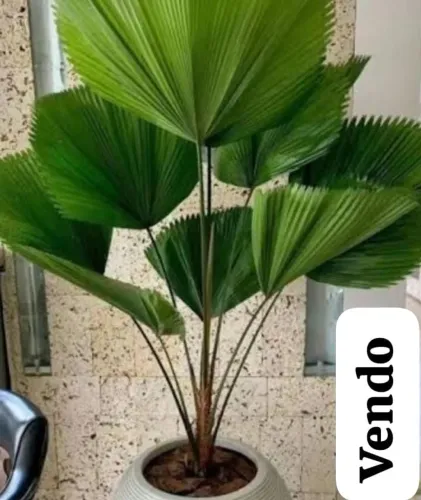 Planta leque
