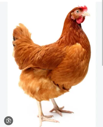 Vendo galinhas e ovos caipira bem criado 