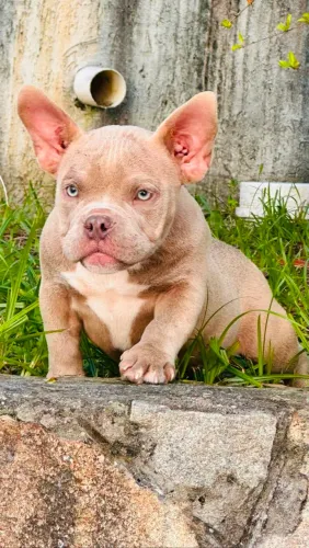 CANIL SILVA VENDE FILHOTES AMERICAN BULLY MICRO E EXOTIC BULLY