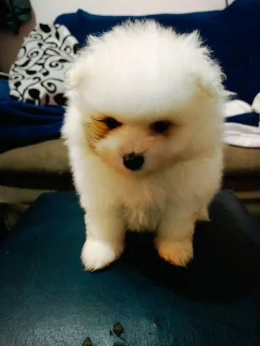 Filhote de Spitz alemão anão macho piratinha