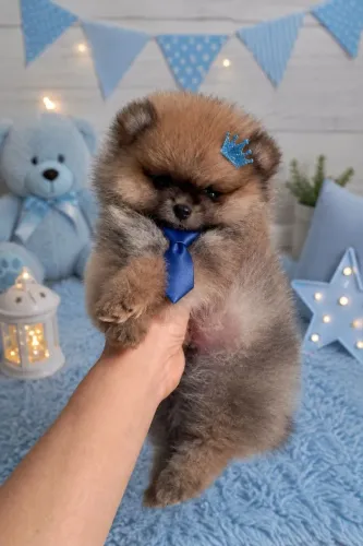 Spitz alemão macho