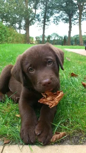 O Parceiro Ideal Para Todas as Horas Filhote de Labrador Chocolate