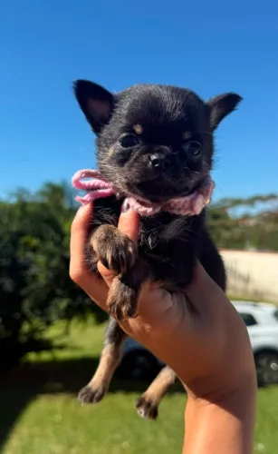 Filhote chihuahua Black Tan - Femea