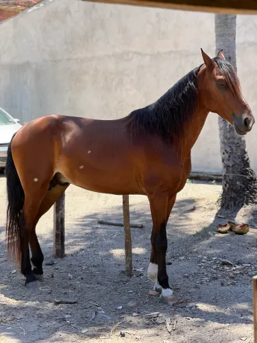 CAVALO - MANGALARGA
