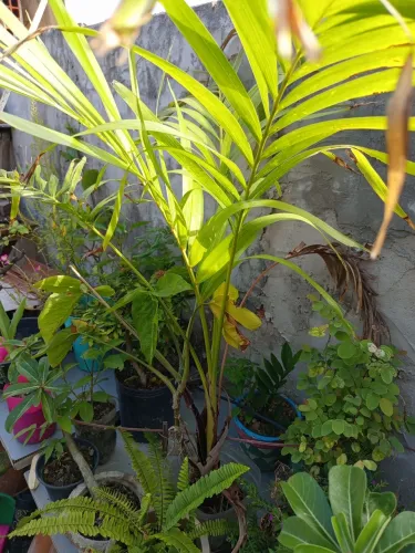 Plantas e hortaliças palmeirinha perial