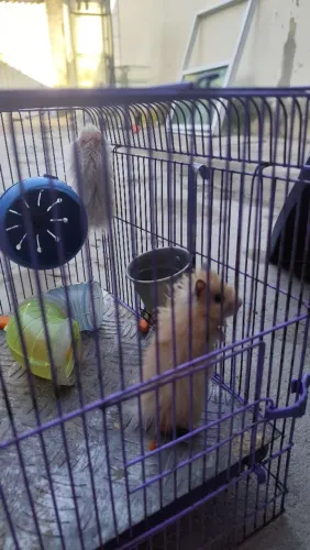 Hamster