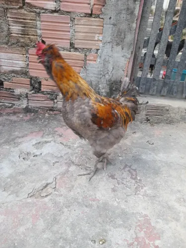 Galo