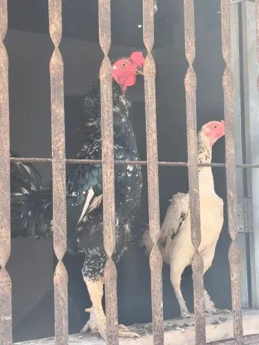 Frango 