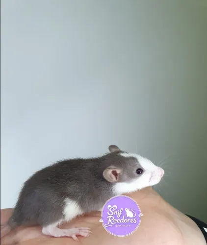 Filhotes ratinho twister