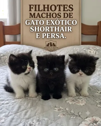 Venda de persas machos 