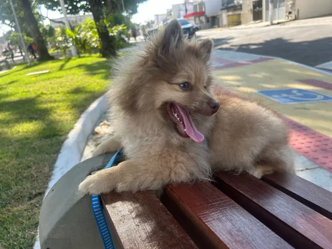 Spitz Alemão Filhote de 4 Meses 