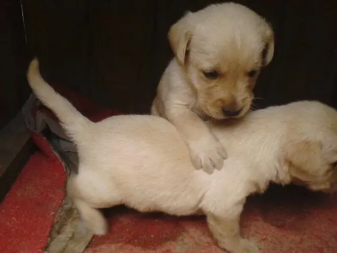 Filhotes de Golden Retriever | Seu próximo amigo pode estar a uma visita de distância!
