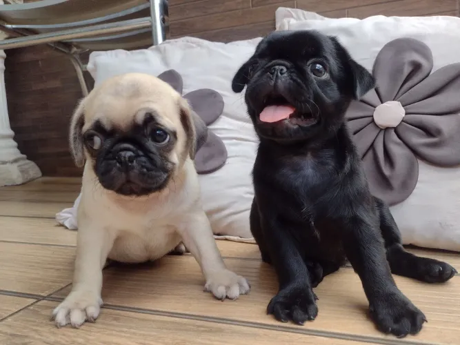 Filhote de Pug