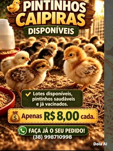 Vendas pitinhos caipira