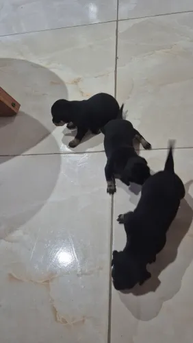Cachorro pinsher