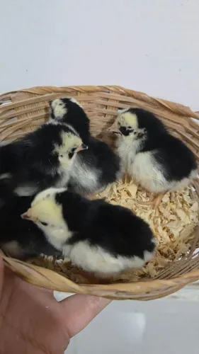 Mini Garnizé Nagasaki Preto (Filhotes)