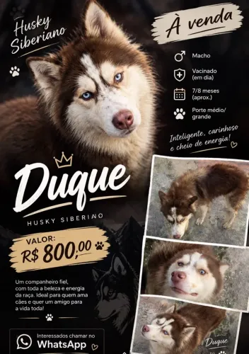 VENDE HUSKY