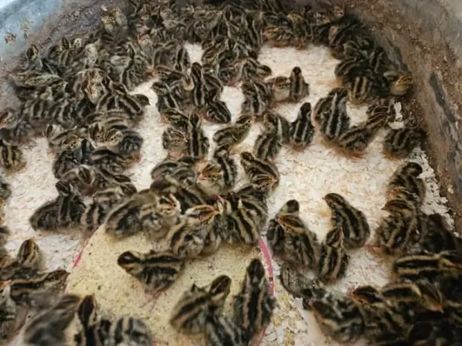 Codornas Disponíveis 
