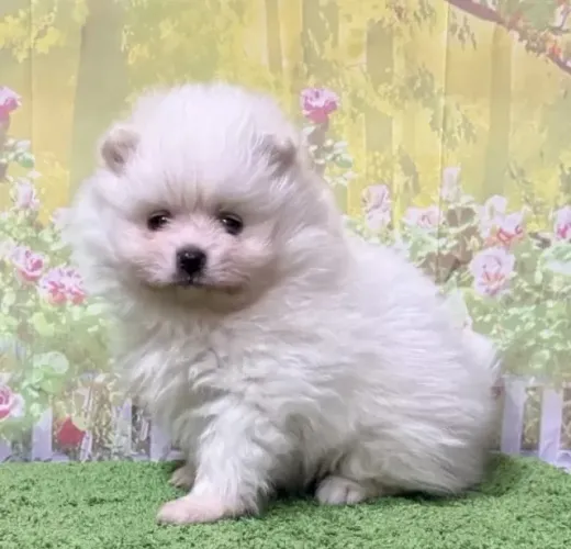 Filhotinhos spitz alemão/lulu da pomerânia super dóceis e saudáveis