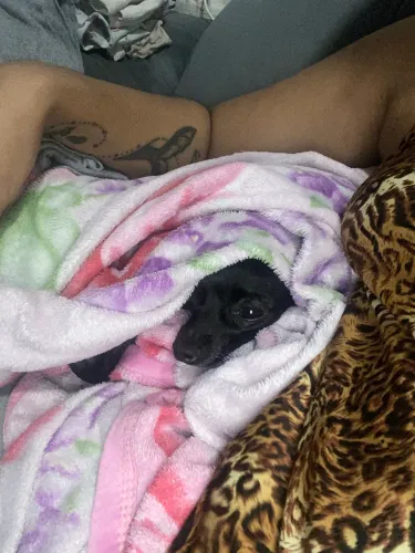 Procura-se namorada pinscher