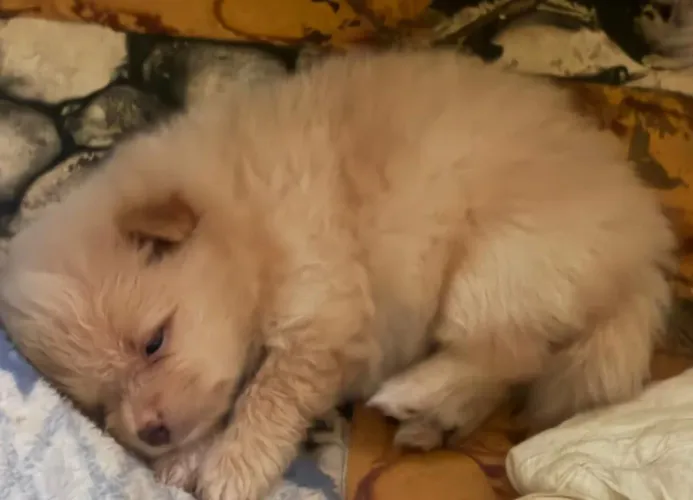 Duas cachorras raça Lulu-da-pomerânia