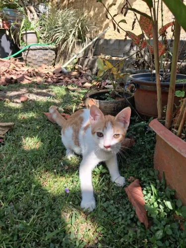 Gato macho 3 meses de idade