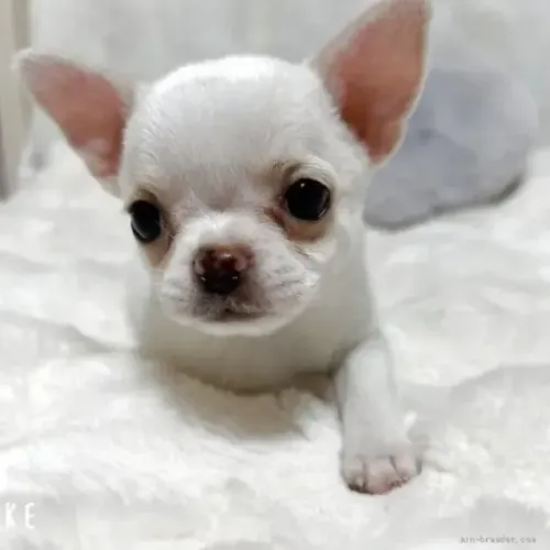 Cãozinho brincalhão e sociável Chihuahua