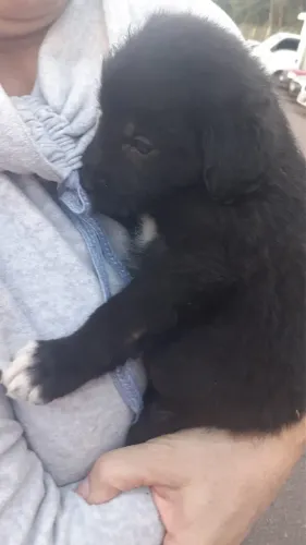 Doação cachorrinho 