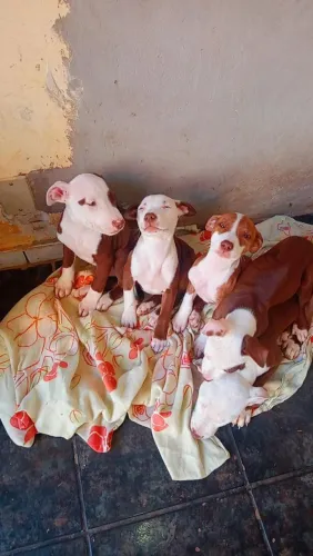 Filhote de cachorro Pit bul