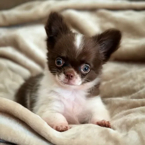 Chihuahua Pêlo Longo Macho!! Príncipe Disponivel.