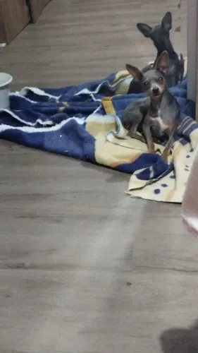 Pinther