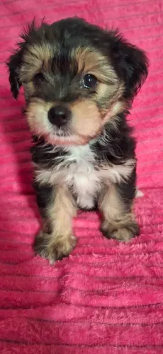 Filhotes de Yorkshire com Poodle, 45 dias de nascido ainda sem vacinar